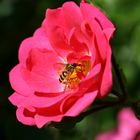 Blüte mit Besucher