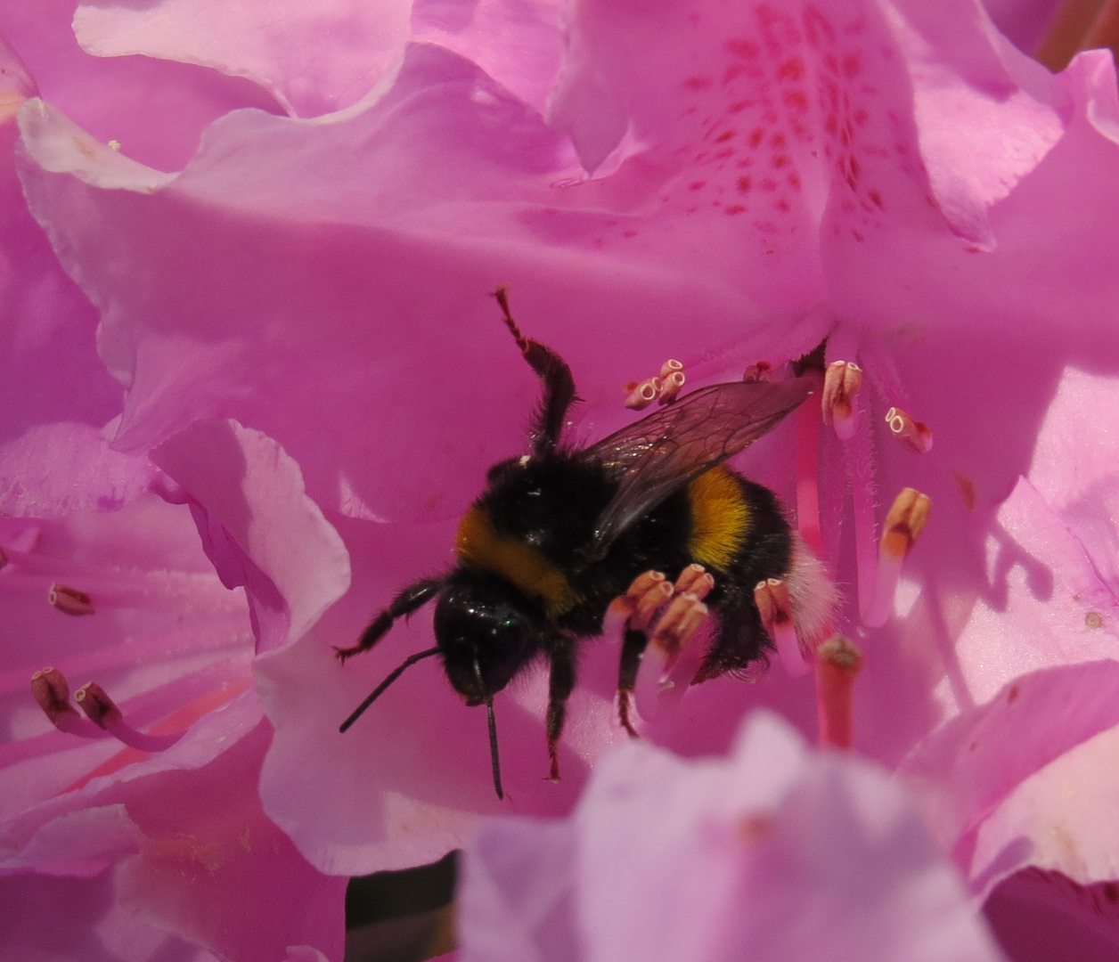 Blüte mit Besucher  auf der Suche