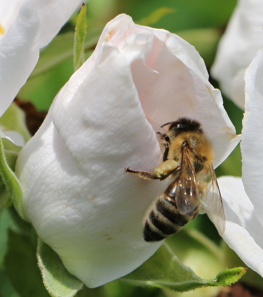 Blüte mit Besucher