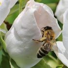 Blüte mit Besucher