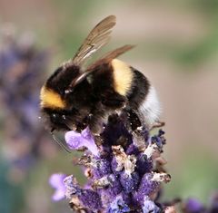 Blüte mit Besucher