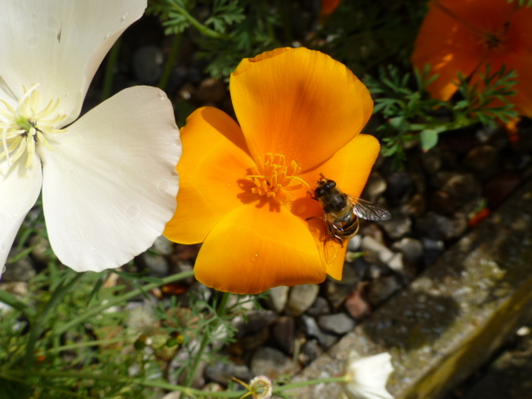 Blüte mit Besucher