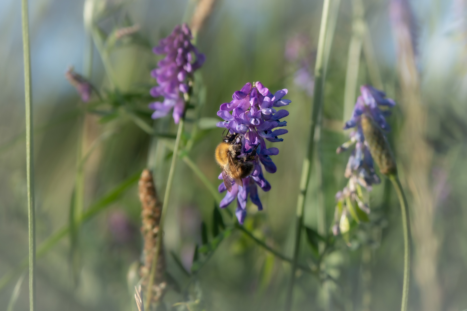 Blüte mit Besucher