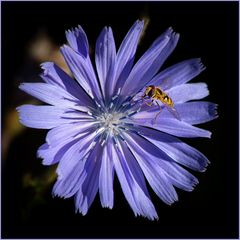 Blüte mit Besucherin