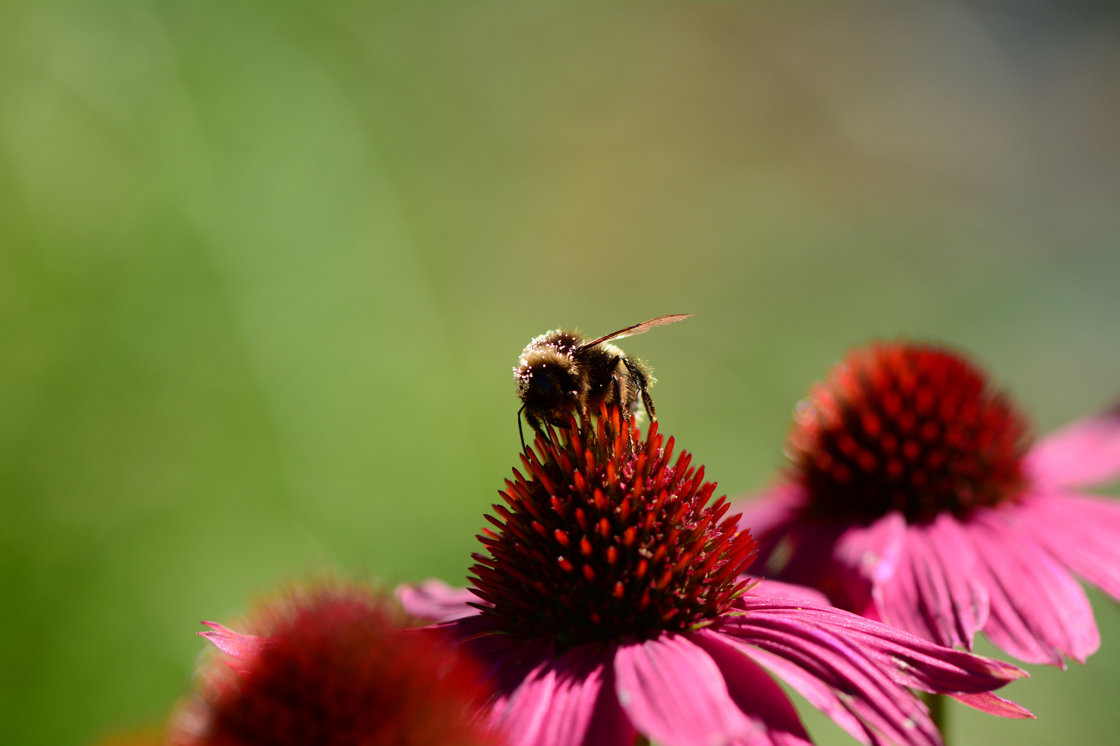 Blüte mit Bidne