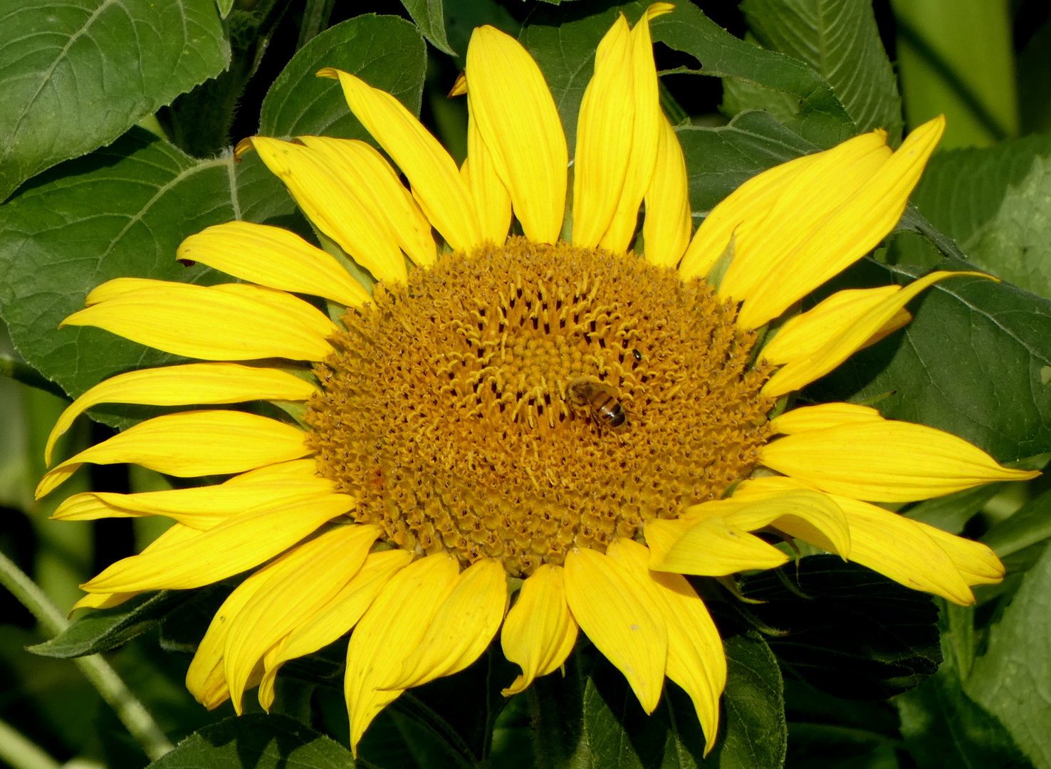 Blüte mit Bienchen