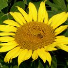 Blüte mit Bienchen