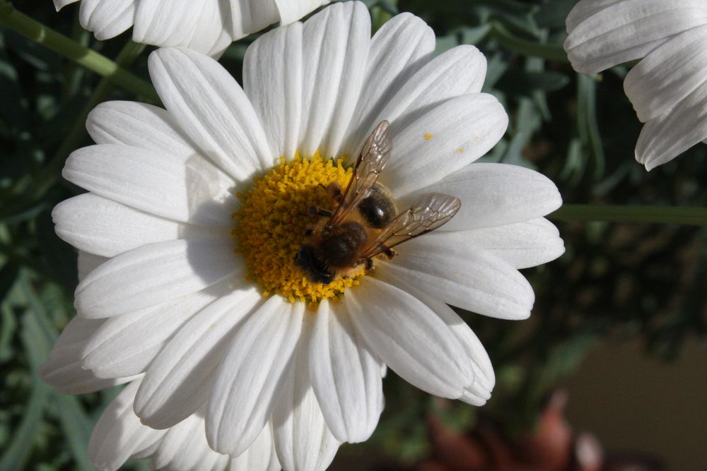 Blüte mit Bienchen