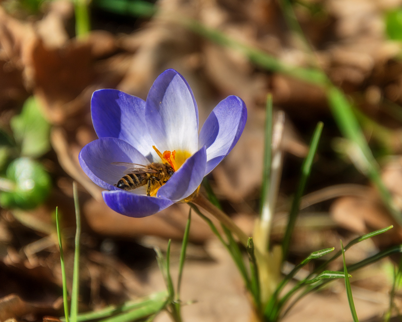 Blüte mit Bienchen