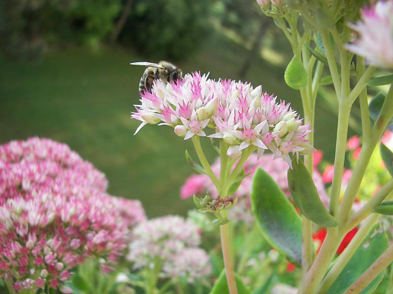 Blüte mit Biene