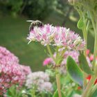 Blüte mit Biene