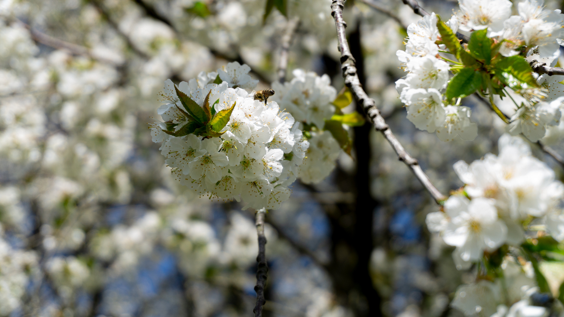 Blüte mit Biene