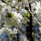 Blüte mit Biene