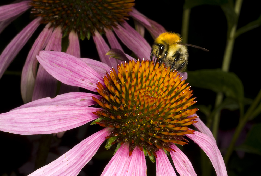 Blüte mit Biene 1