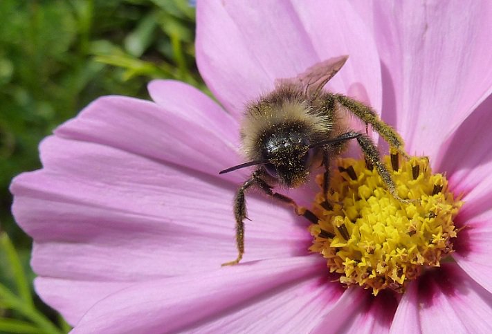 Blüte mit Biene