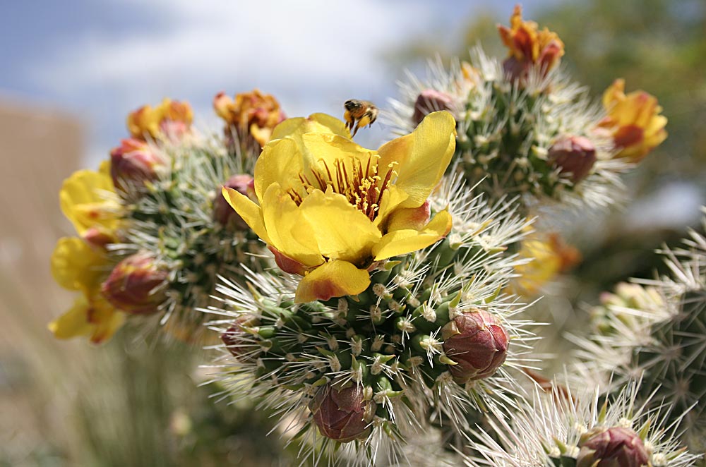 Blüte mit Biene