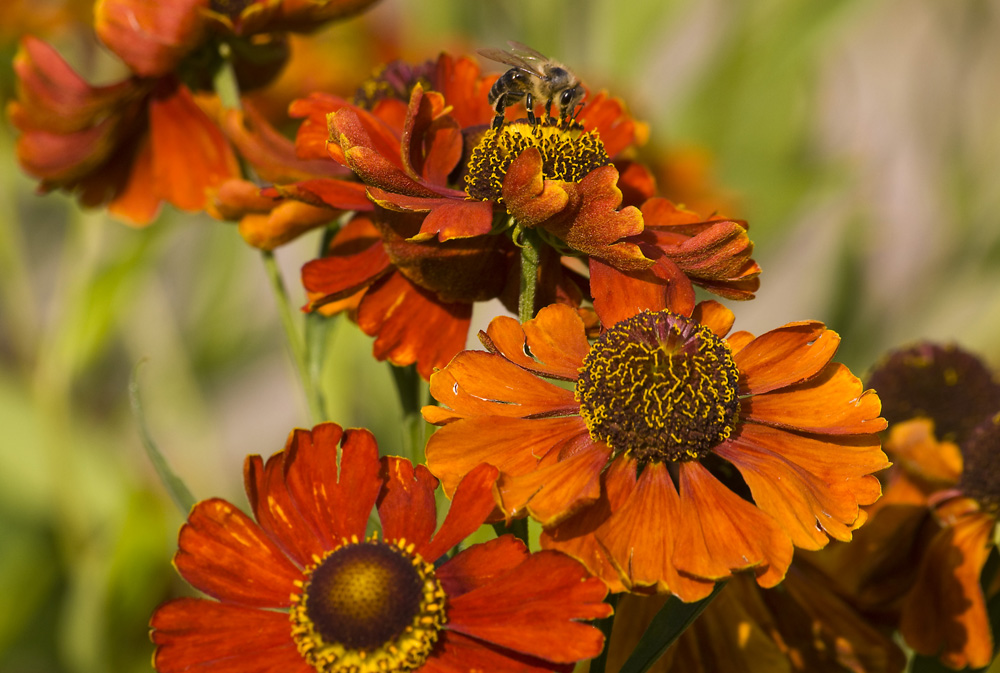 Blüte mit Biene 2