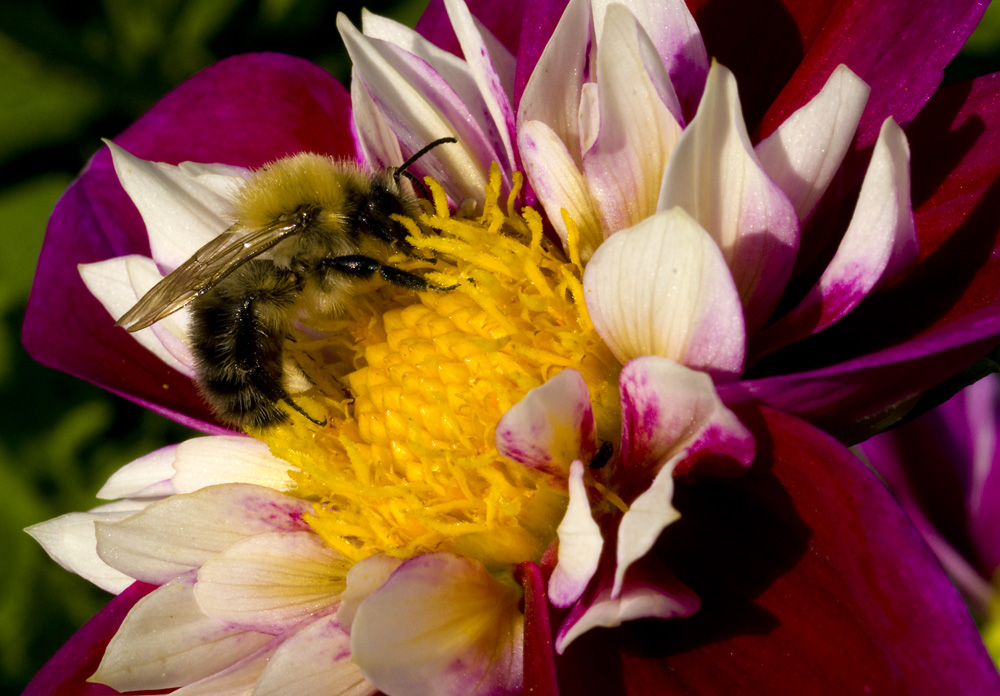 Blüte mit Biene 3