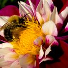 Blüte mit Biene 3