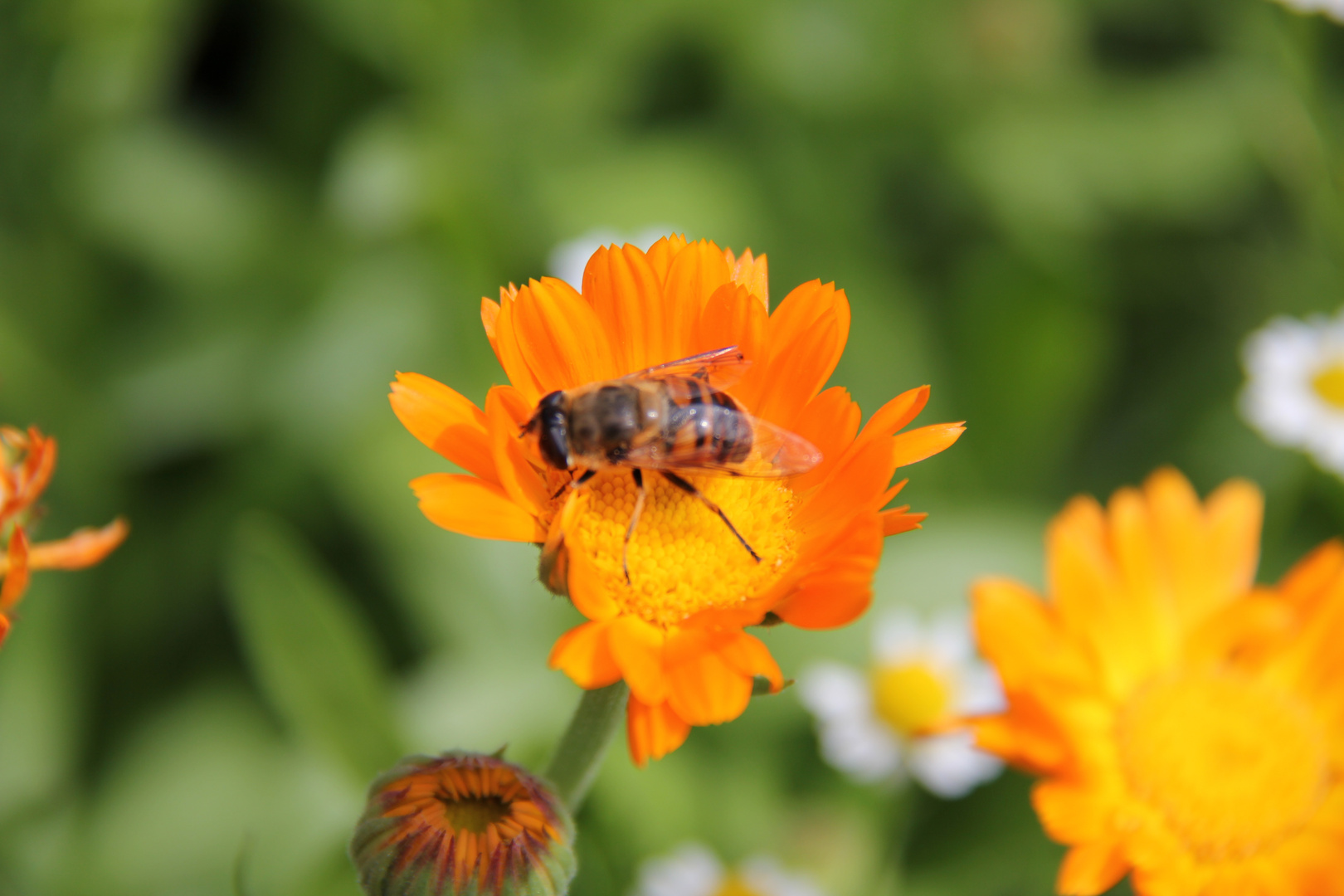 Blüte mit Biene