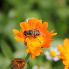 Blüte mit Biene