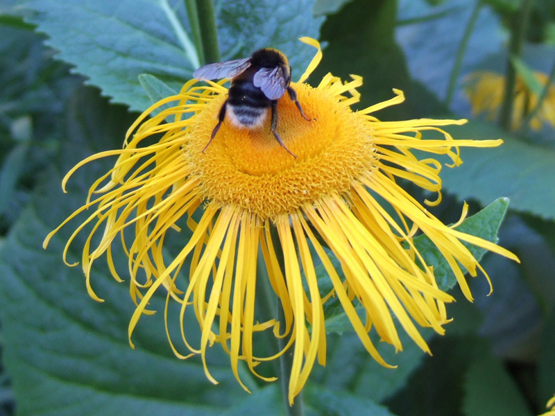 Blüte mit Biene