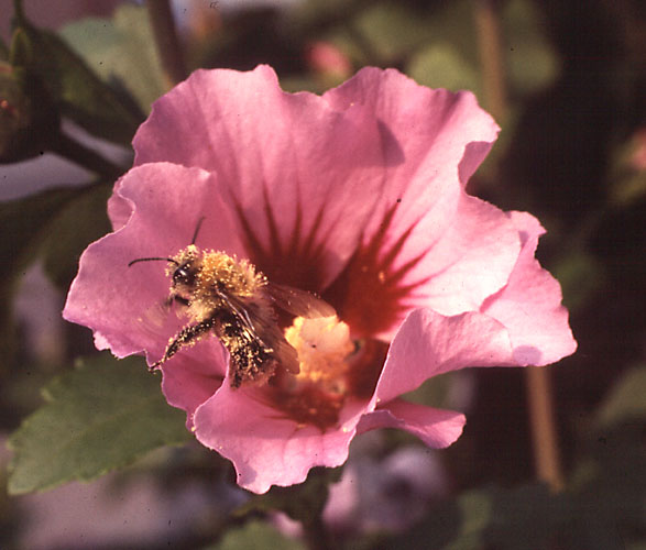 Blüte mit Biene