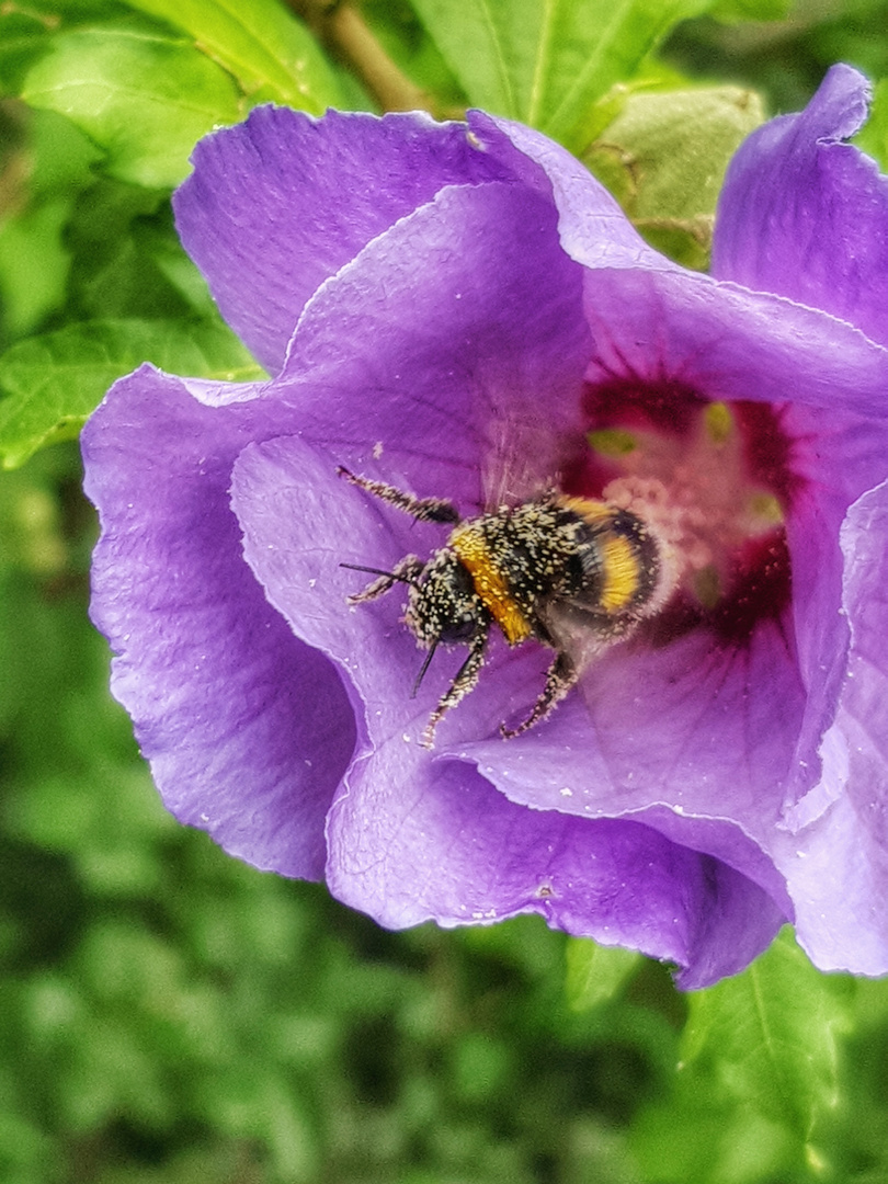 Blüte mit Biene