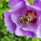 Blüte mit Biene