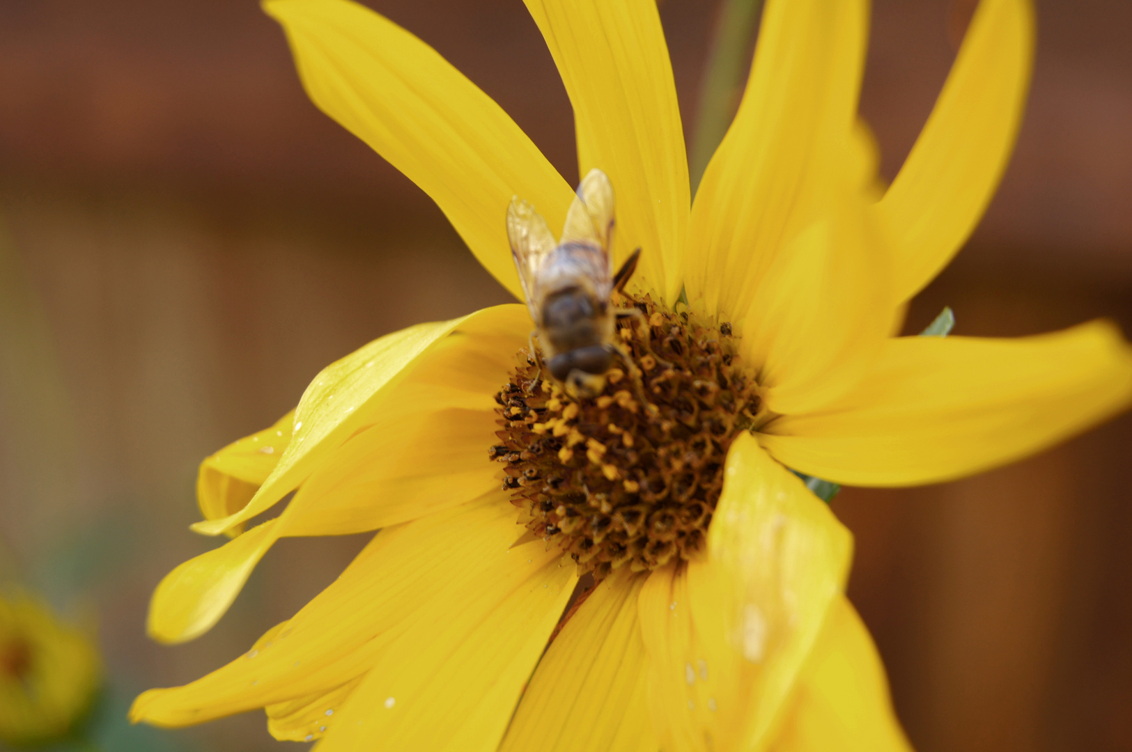 Blüte mit Biene