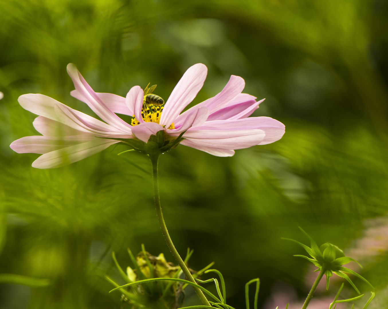 Blüte mit Biene