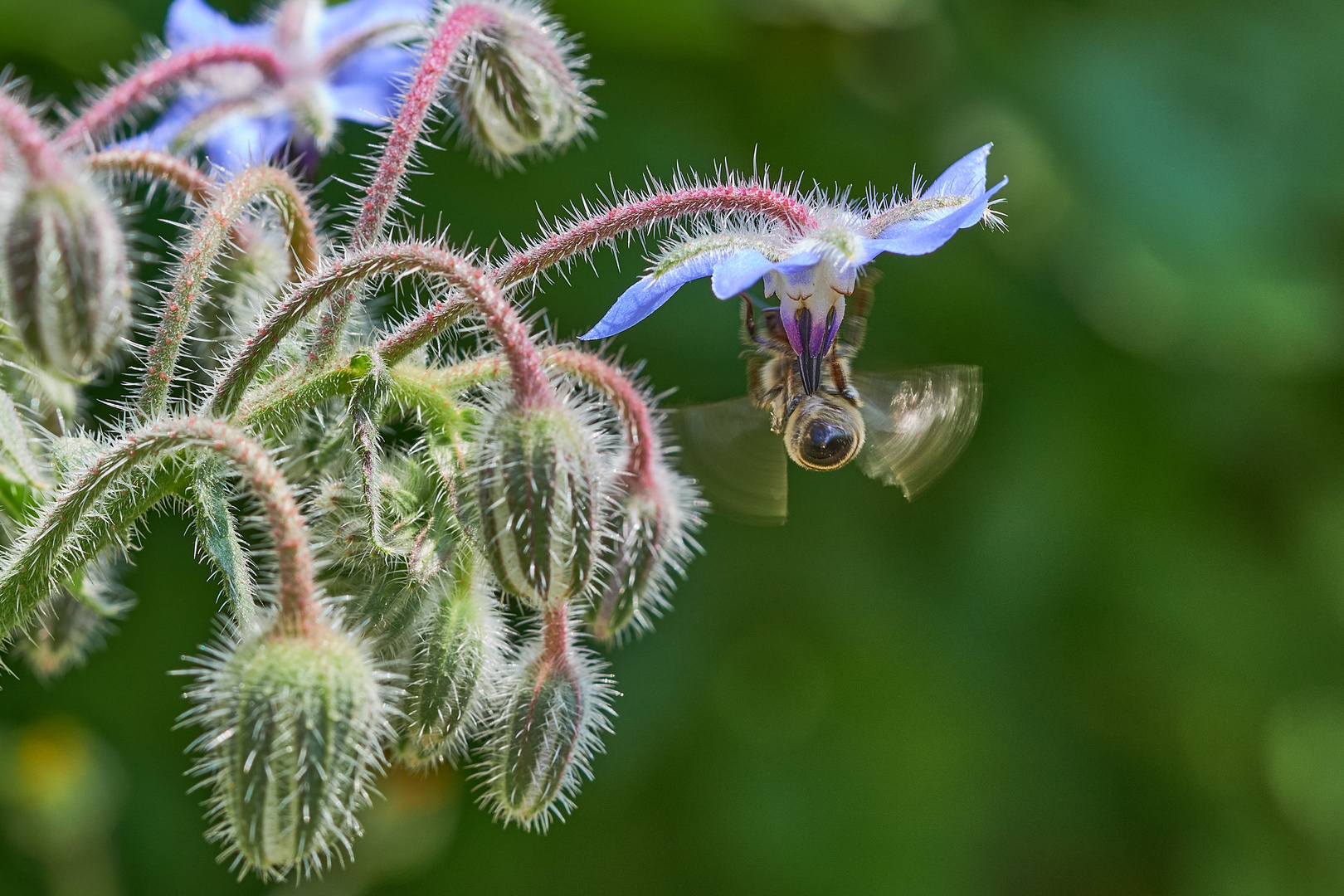 Blüte mit Biene