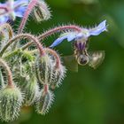 Blüte mit Biene