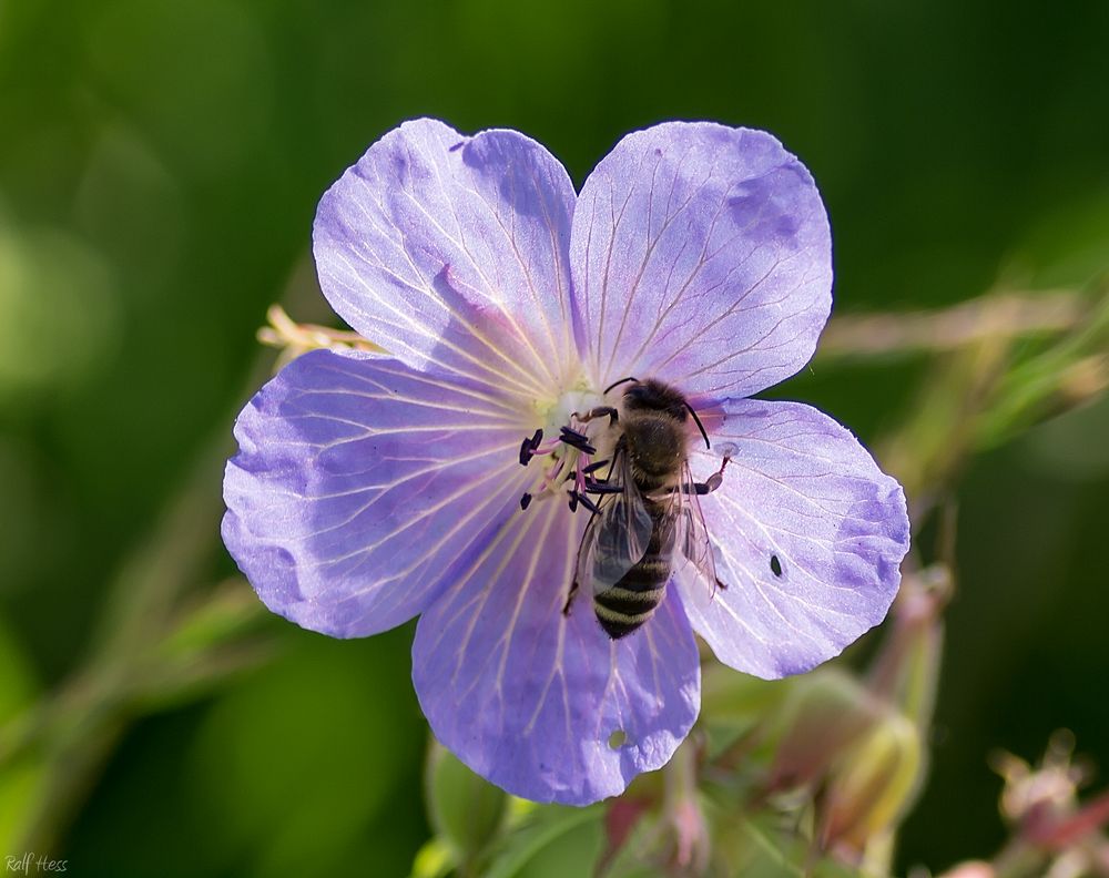 Blüte mit Biene