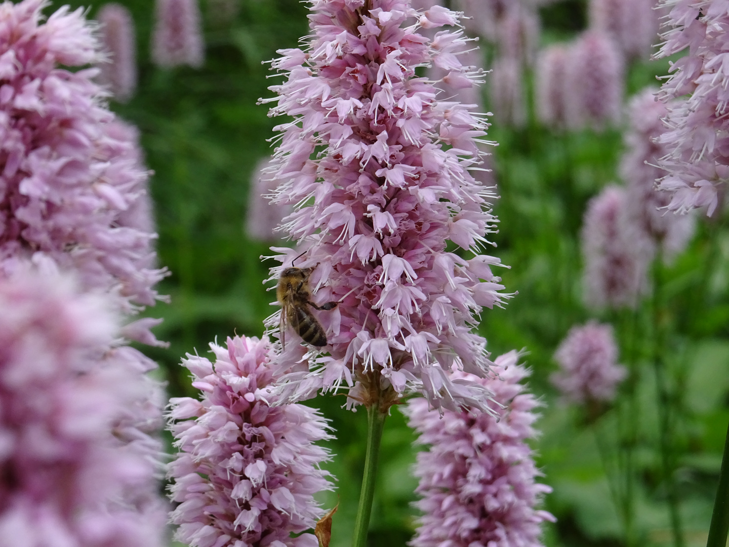 Blüte mit Biene