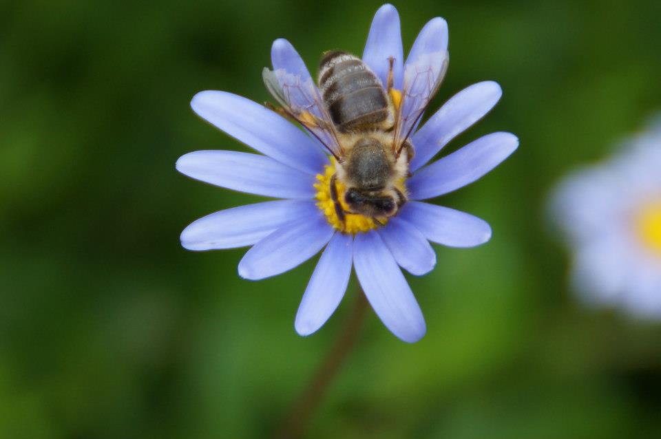 Blüte mit Biene