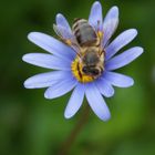 Blüte mit Biene