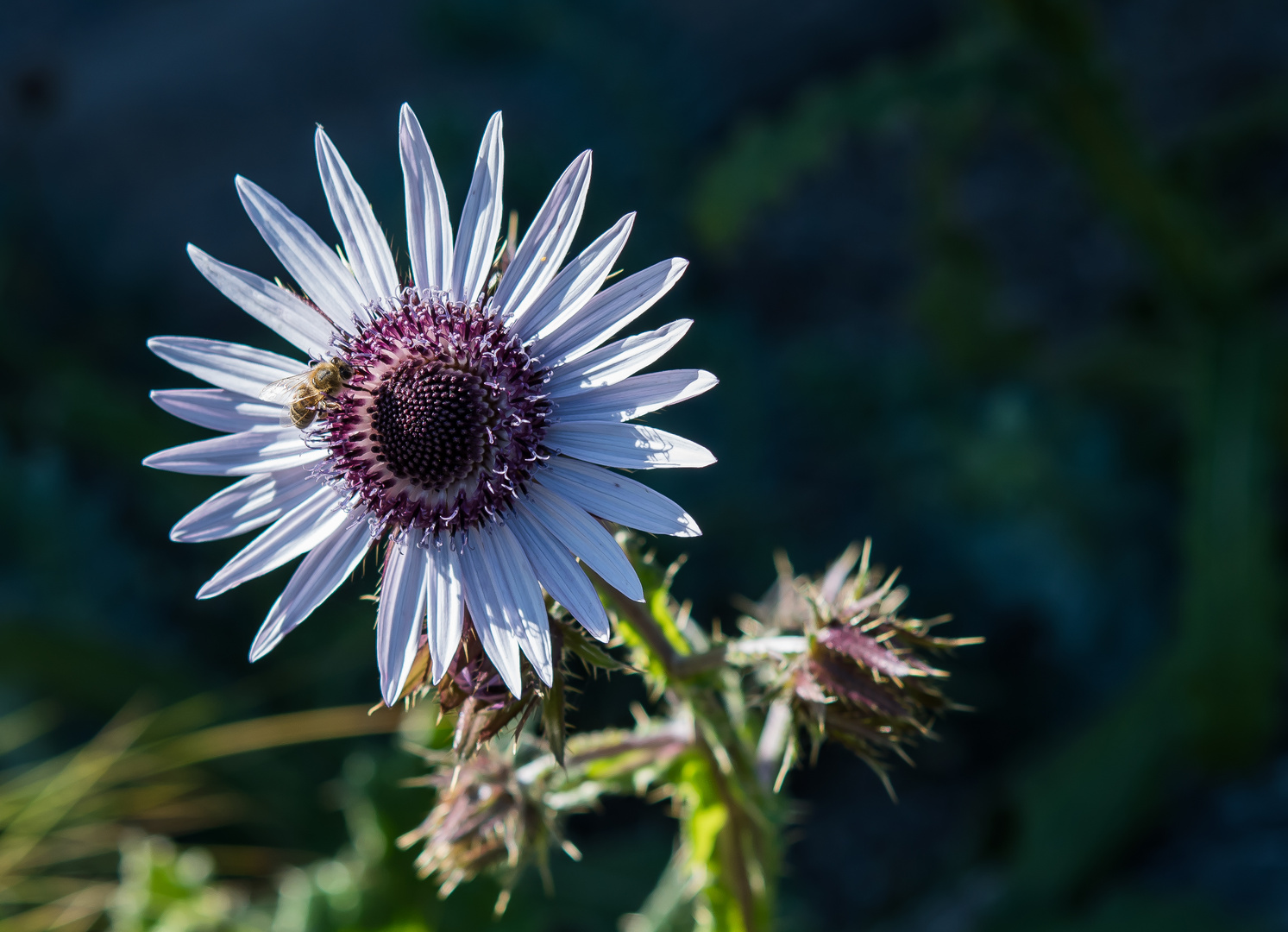 BLÜTE MIT BIENE