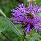 Blüte mit Biene.