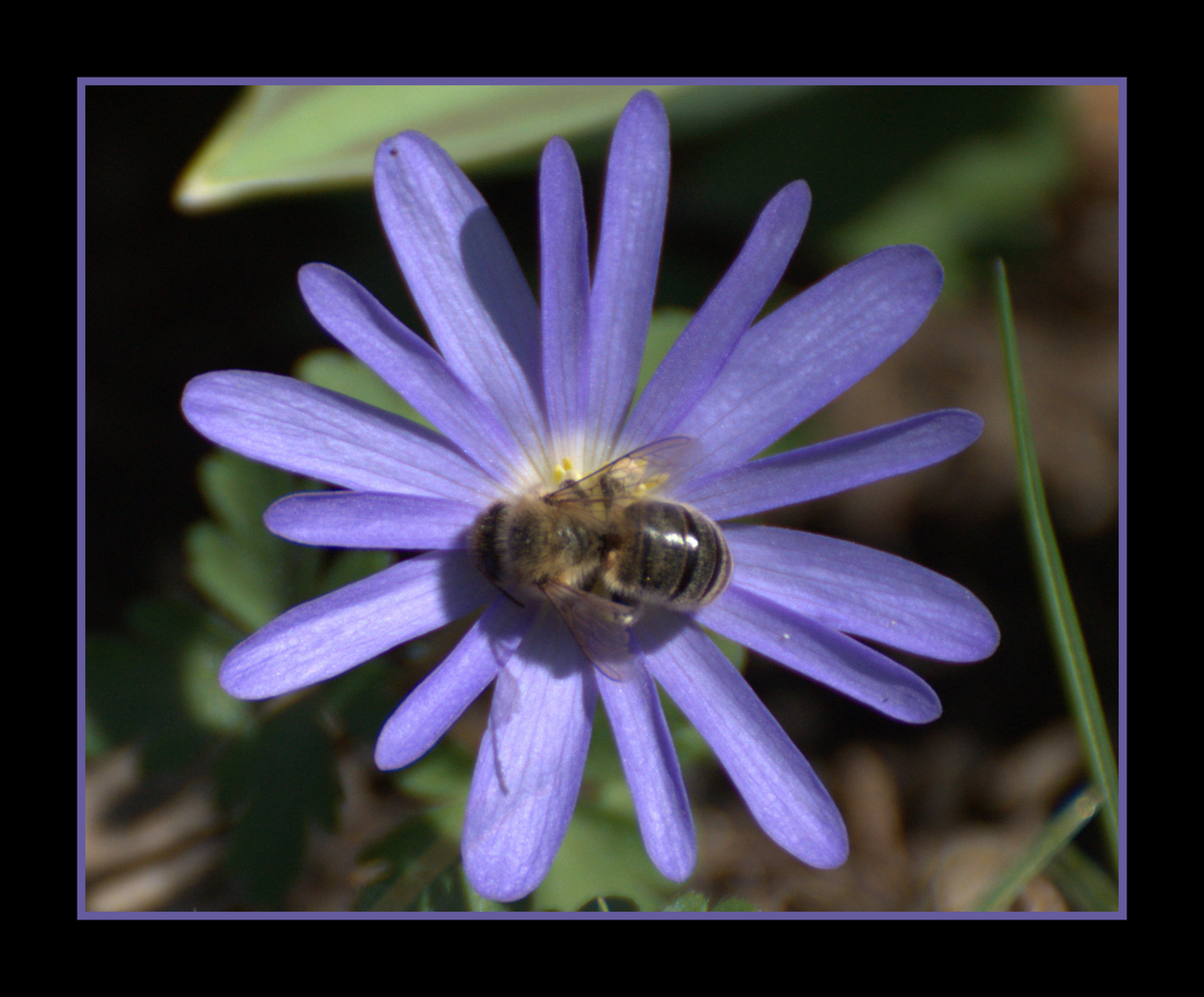 Blüte mit Biene