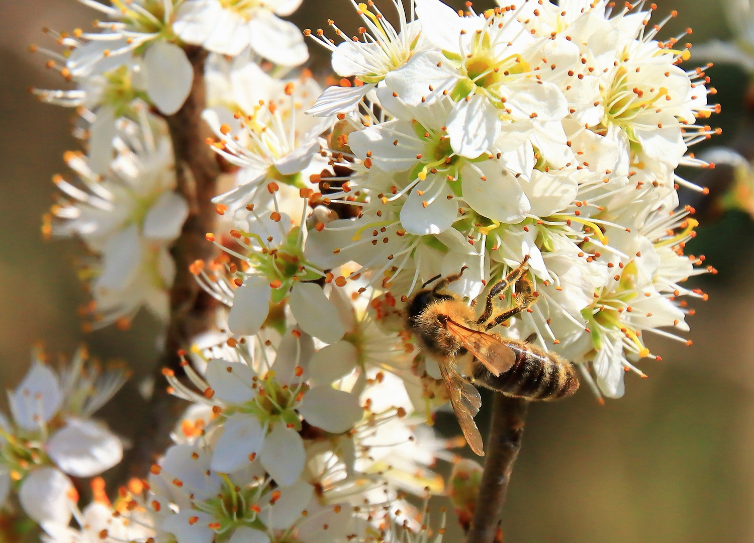 Blüte mit Biene