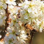 Blüte mit Biene