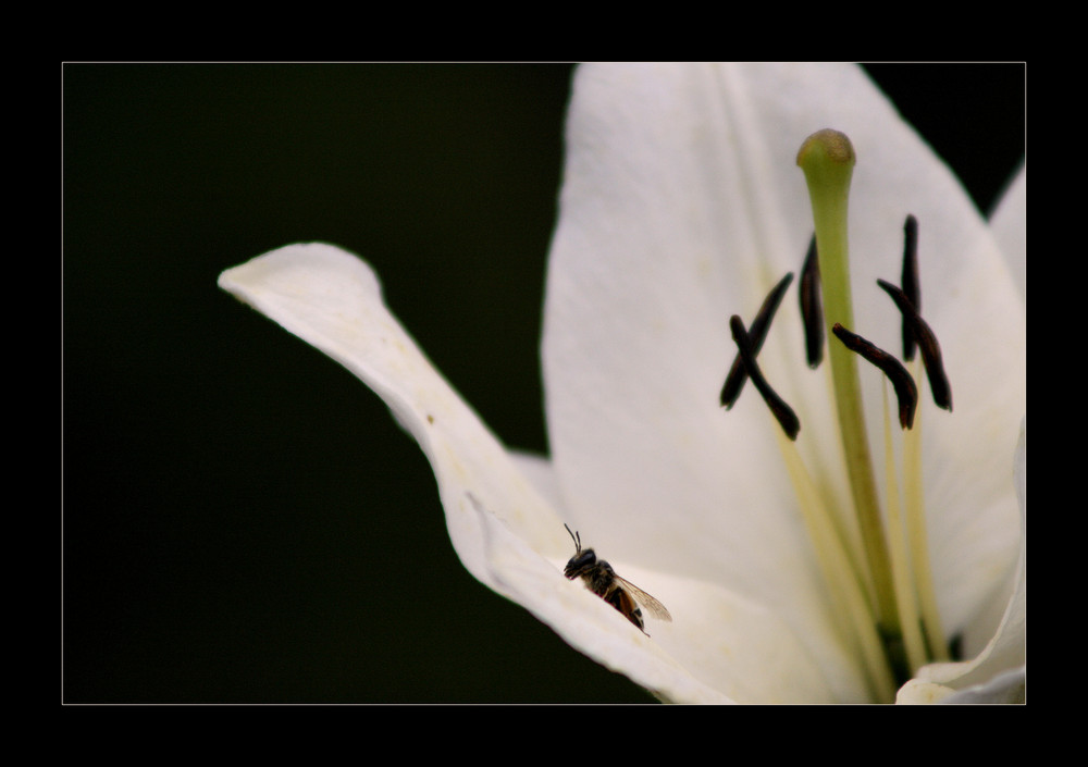 Blüte mit Biene