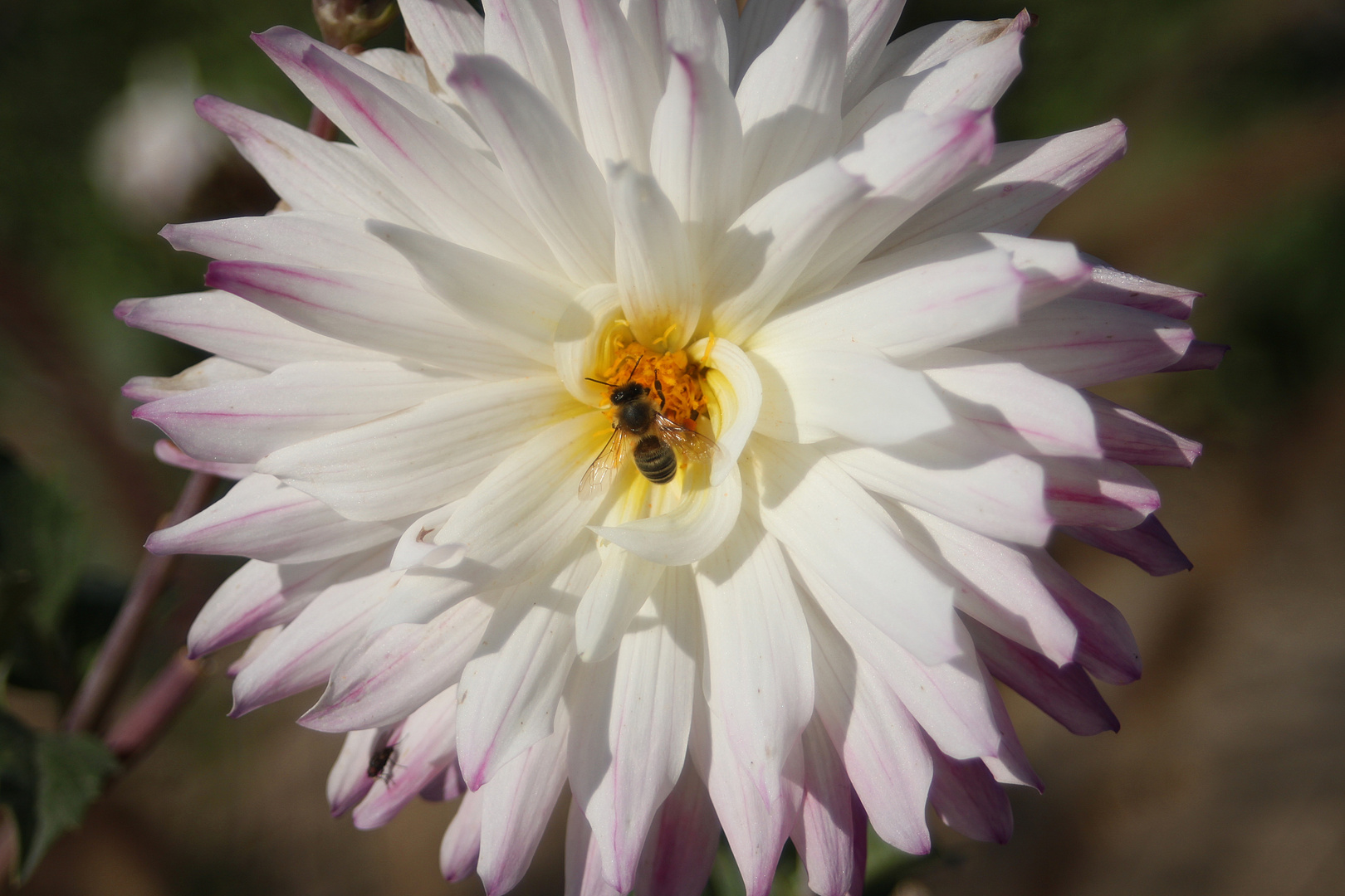 Blüte mit Biene