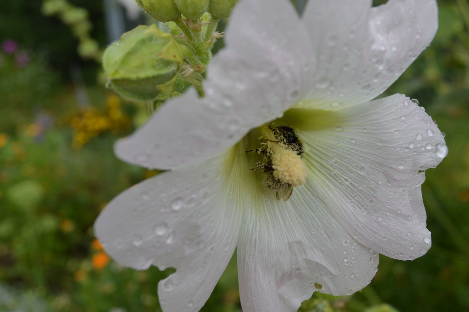 Blüte mit Biene im Kelch