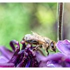 Blüte mit Biene zu Besuch