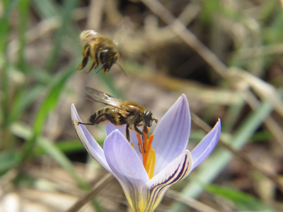 Blüte mit Bienen