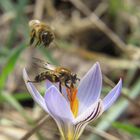 Blüte mit Bienen