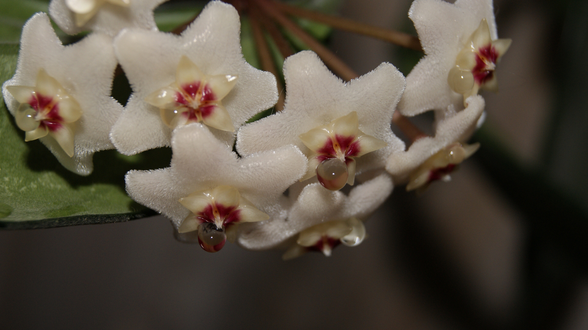 Blüte mit Blütensafttropfen