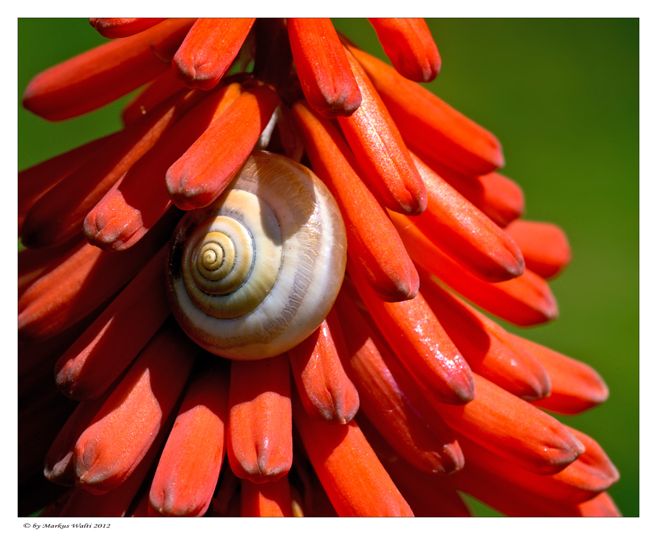 Blüte mit Brosche